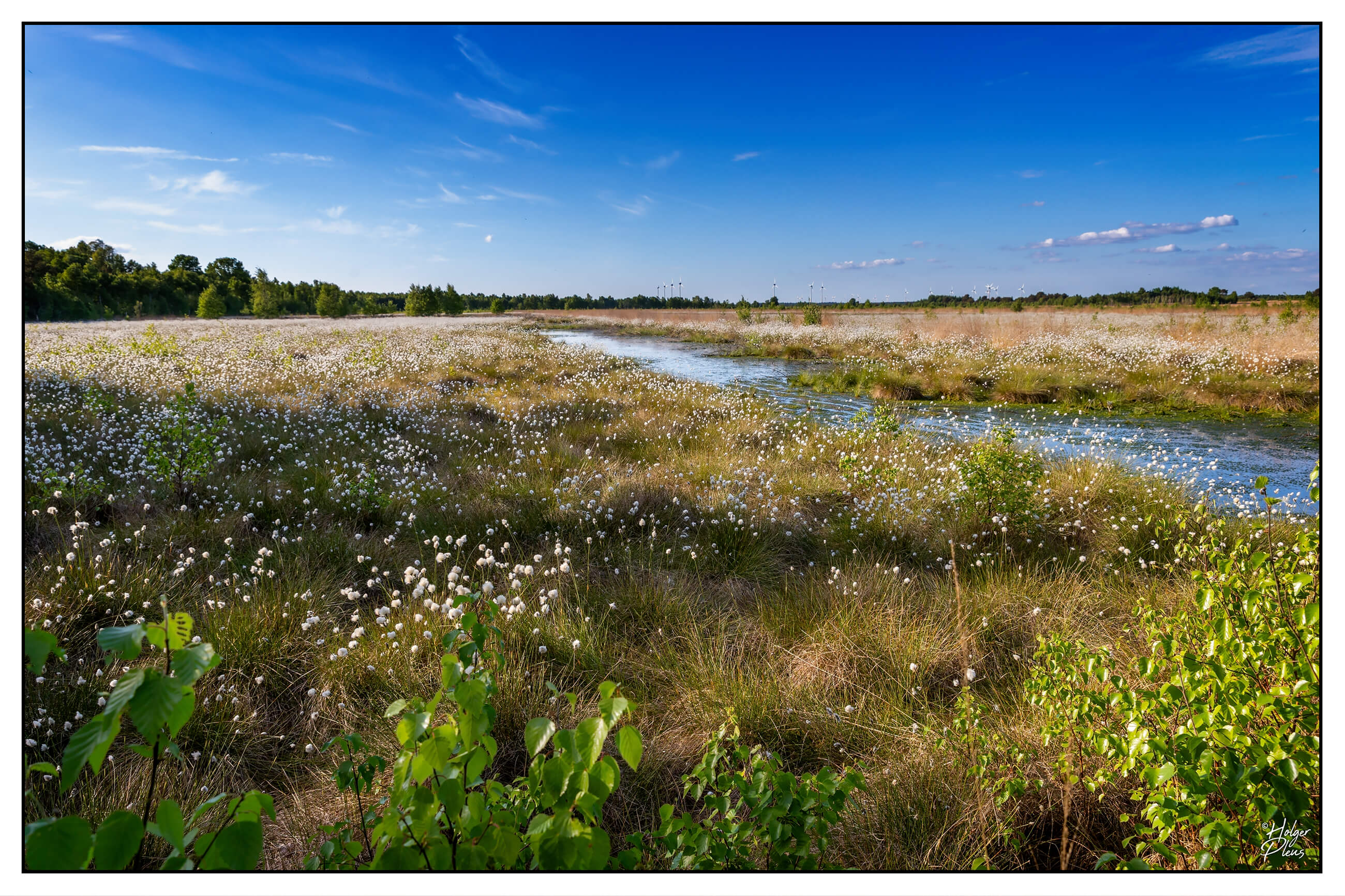 Das Wietingsmoor in voller Wollgras-Pracht im Mai