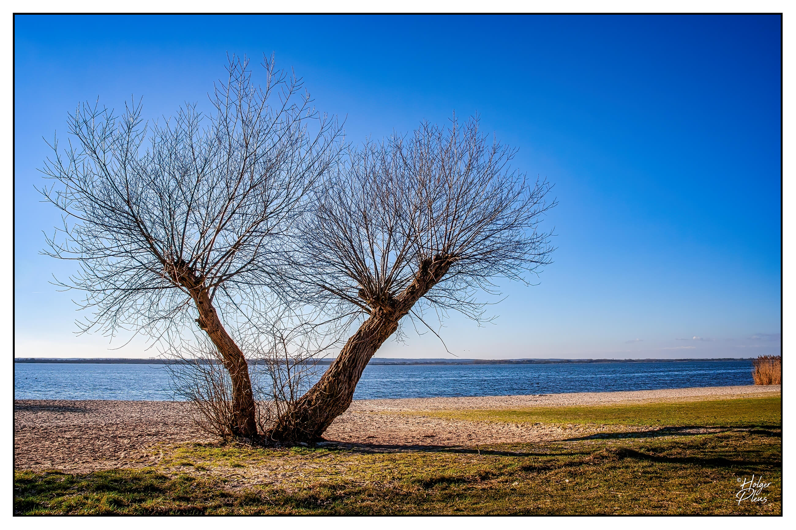 Fotografie einer zweistämmigen Weide vor dem Hintergrund eines Sees