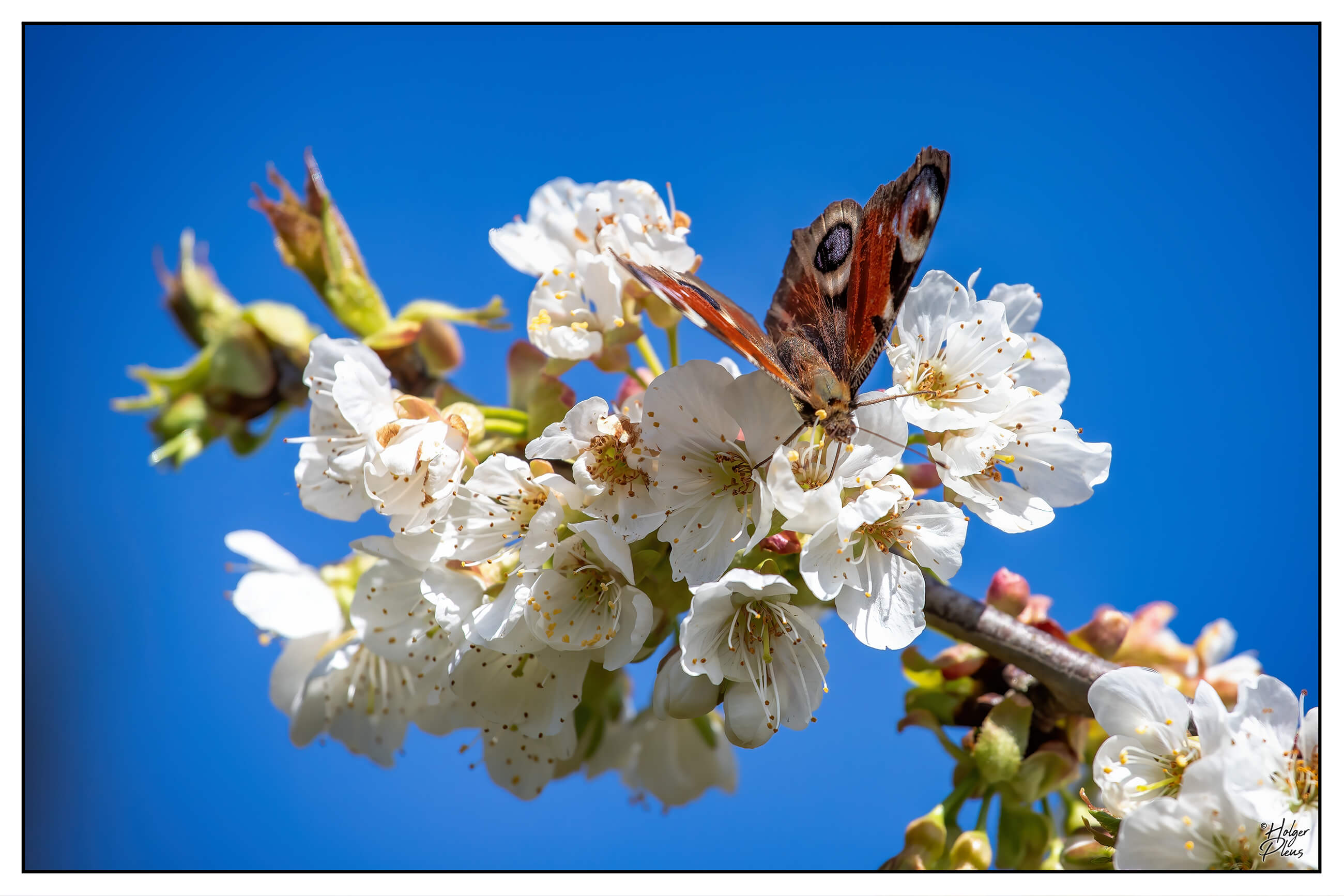 Kirschblüten mit Tagpfauenauge