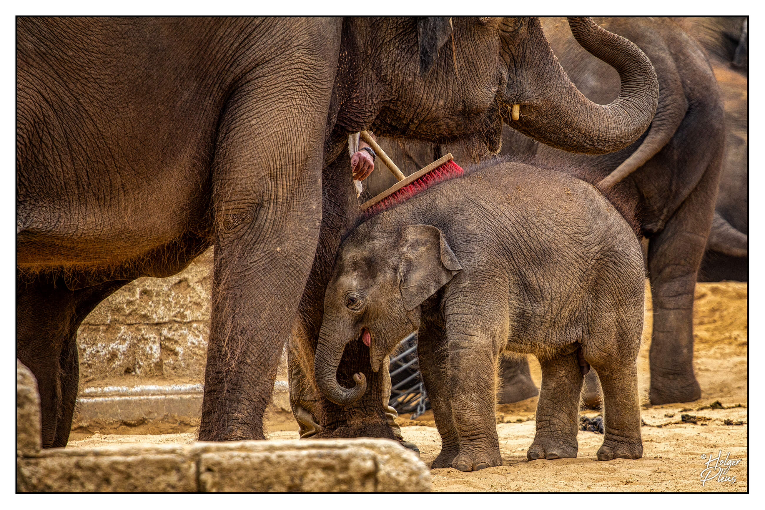 Ein junger Elefant wird mit einem Besen massiert