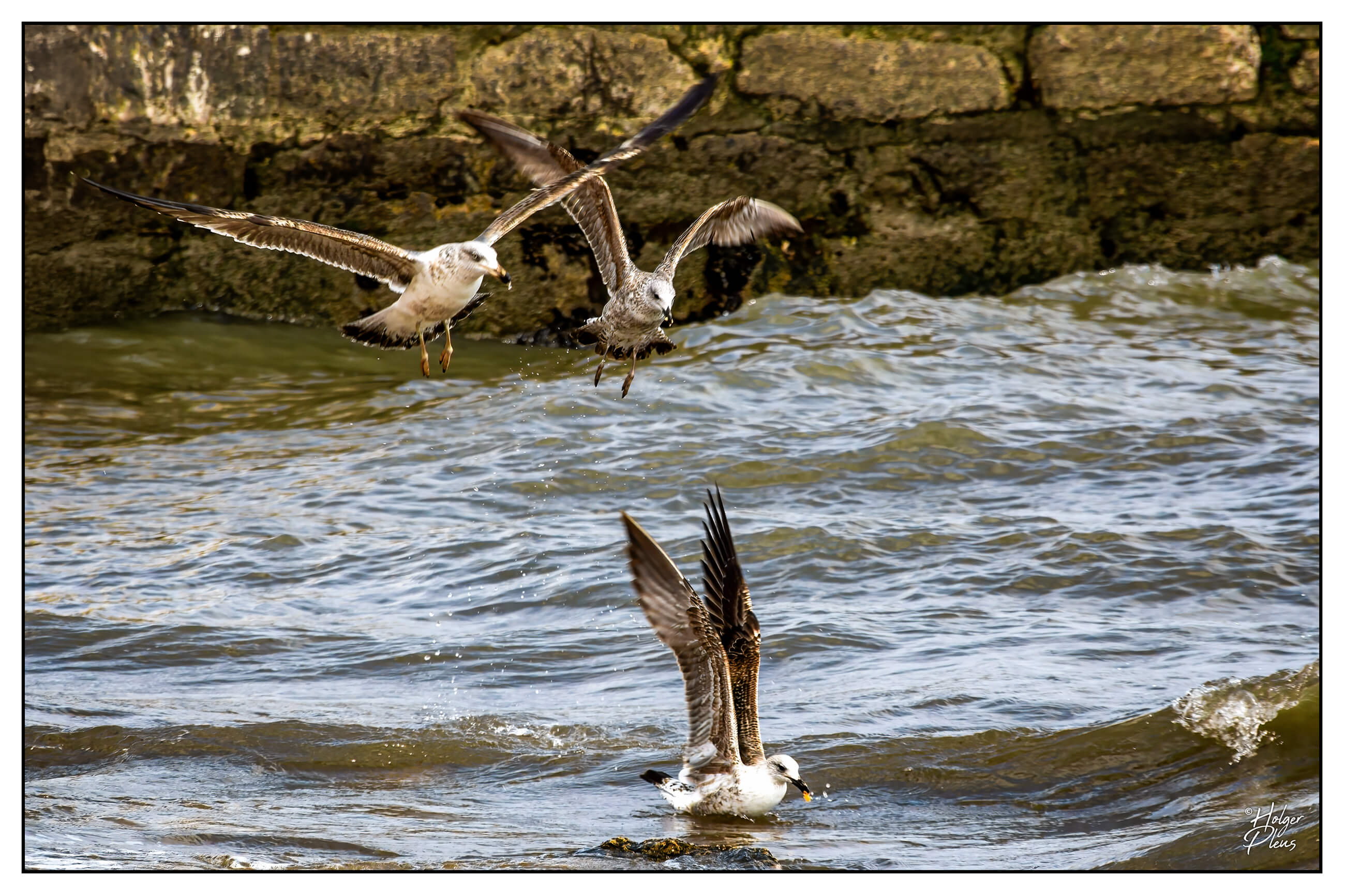 Möwen bei der Futtersuche