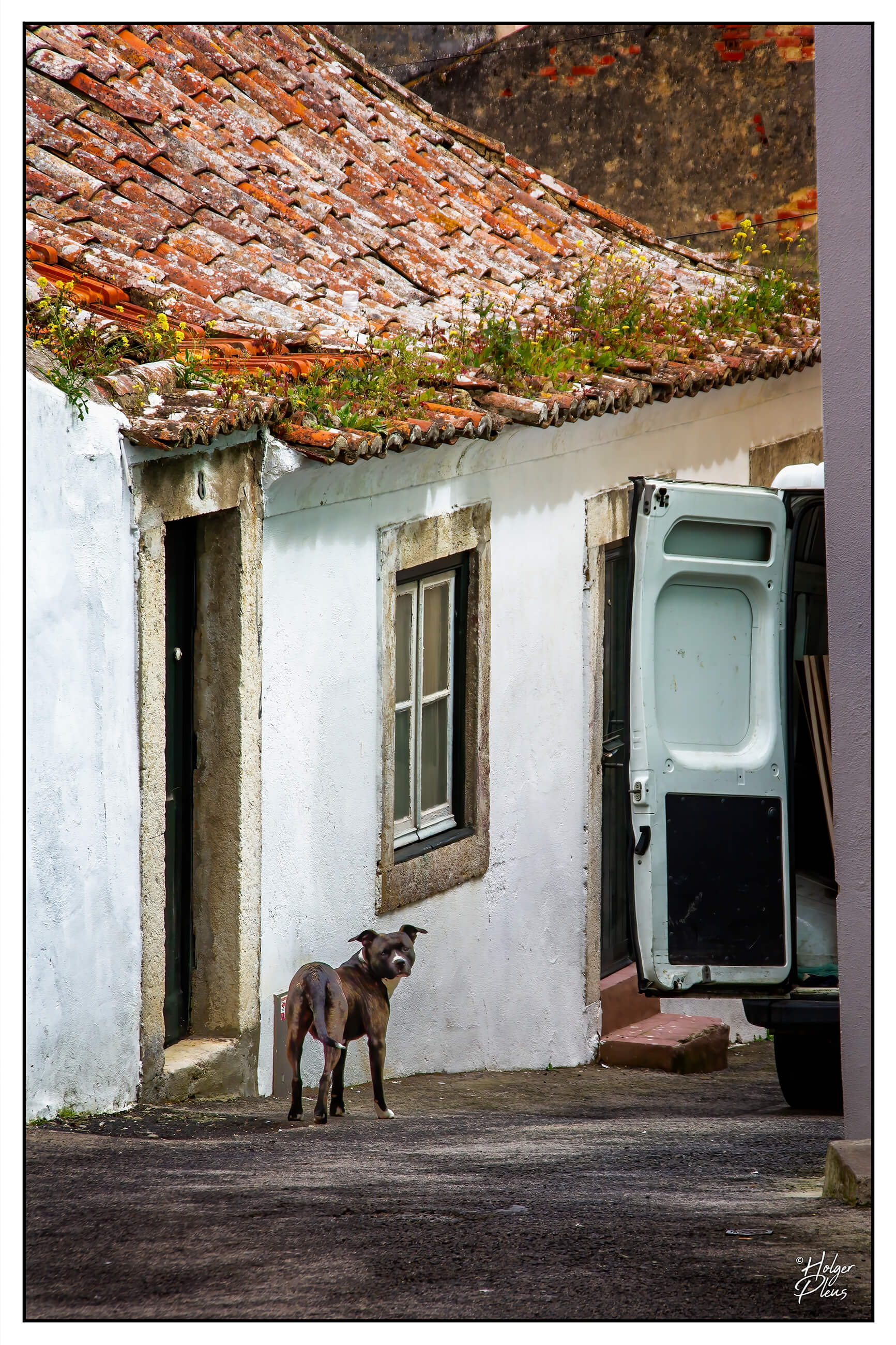 Ein Hund in einer Gasse in Lissabon