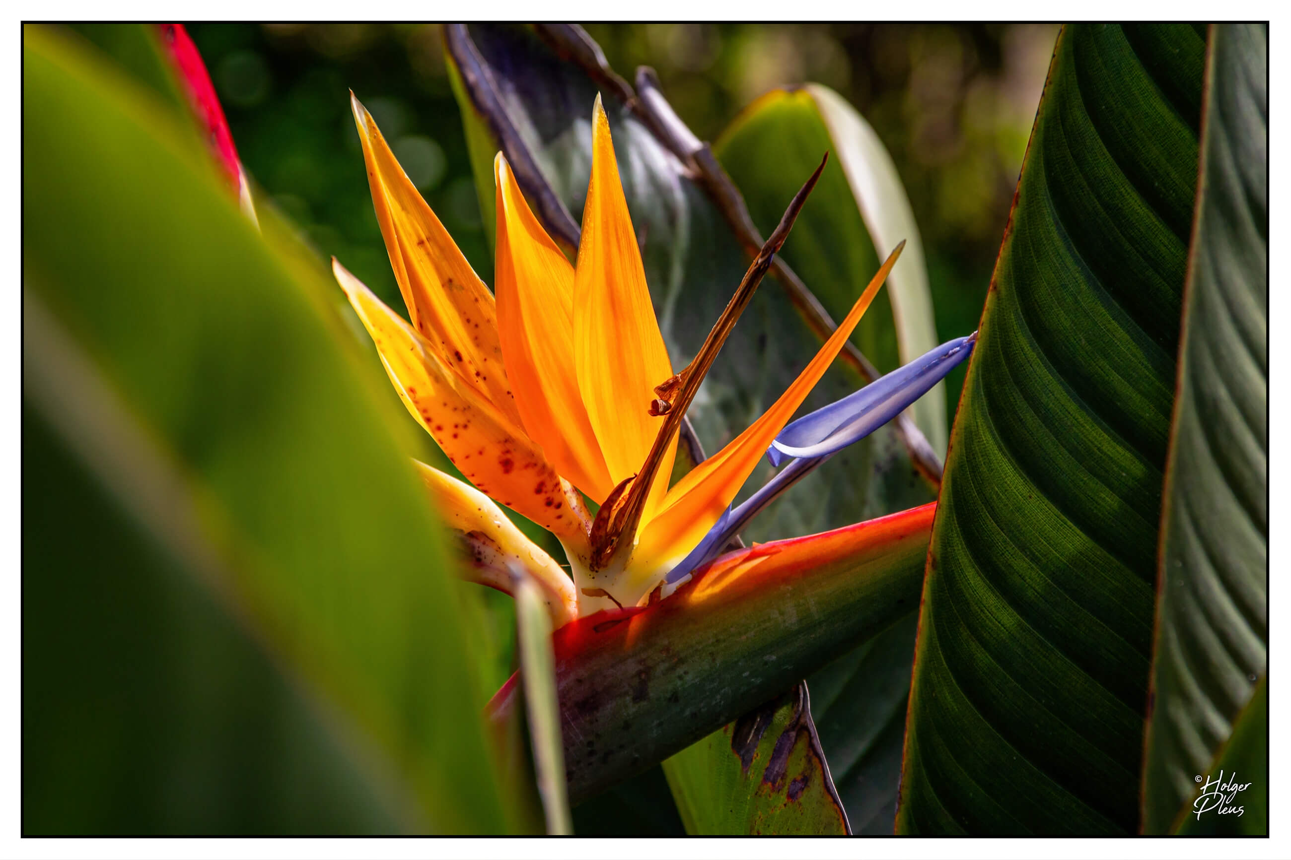 Strelitzie im Garten von Queluz