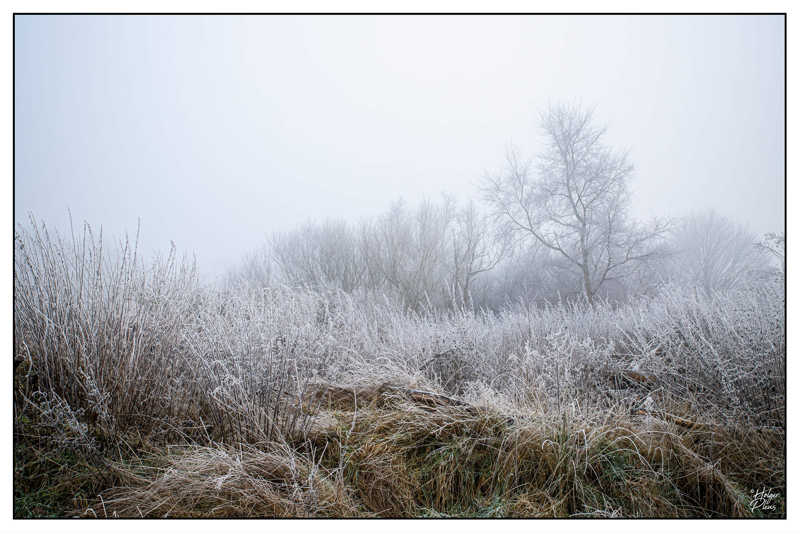 Gräser und Büsche von Raureif überzogen im Nebel