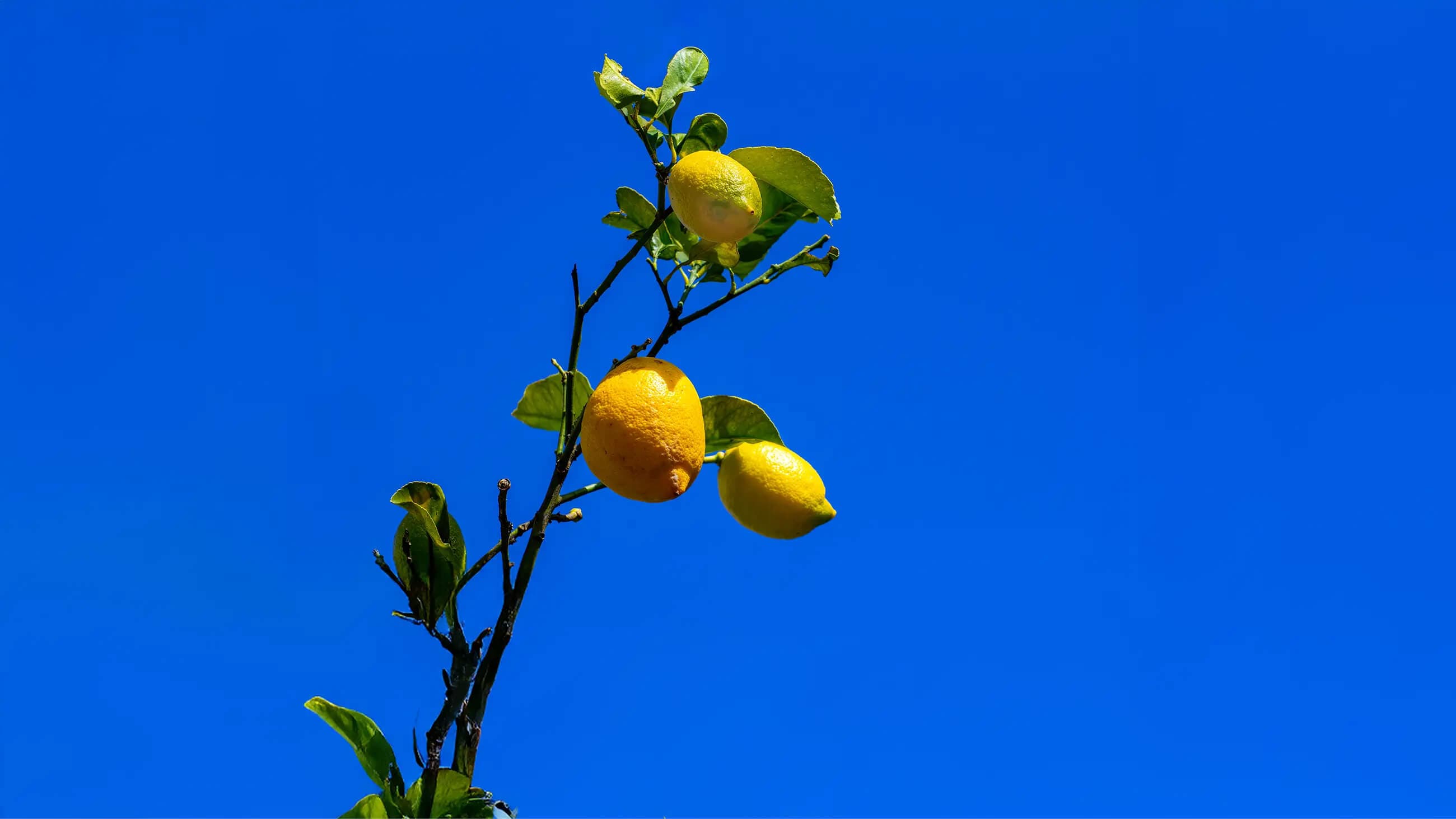 Fotografie eines Zitronenbaumes mit Früchten vor blauem Himmel