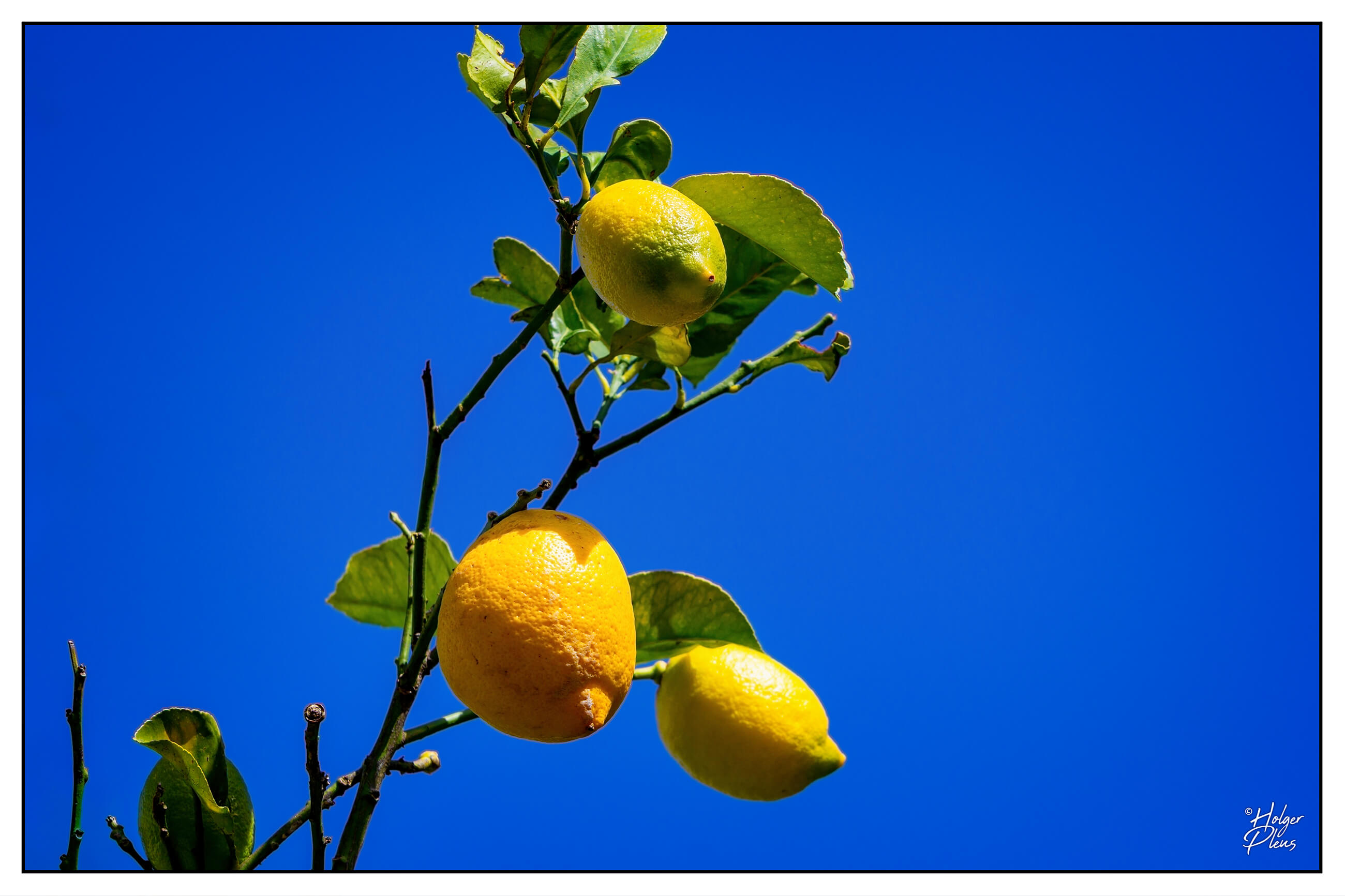 Zitronen an einem Ast vor blauem Himmel
